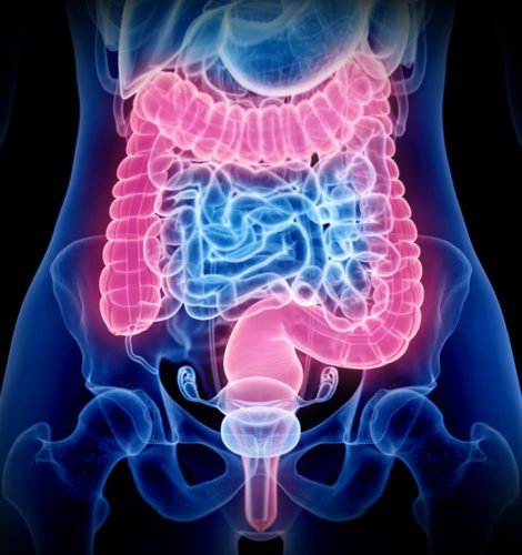 腸の構造