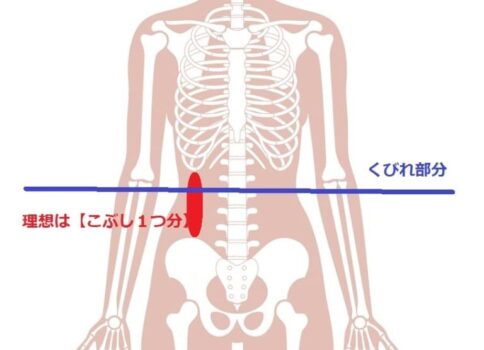 くびれができやすい肋骨（ろっこつ）と骨盤の距離