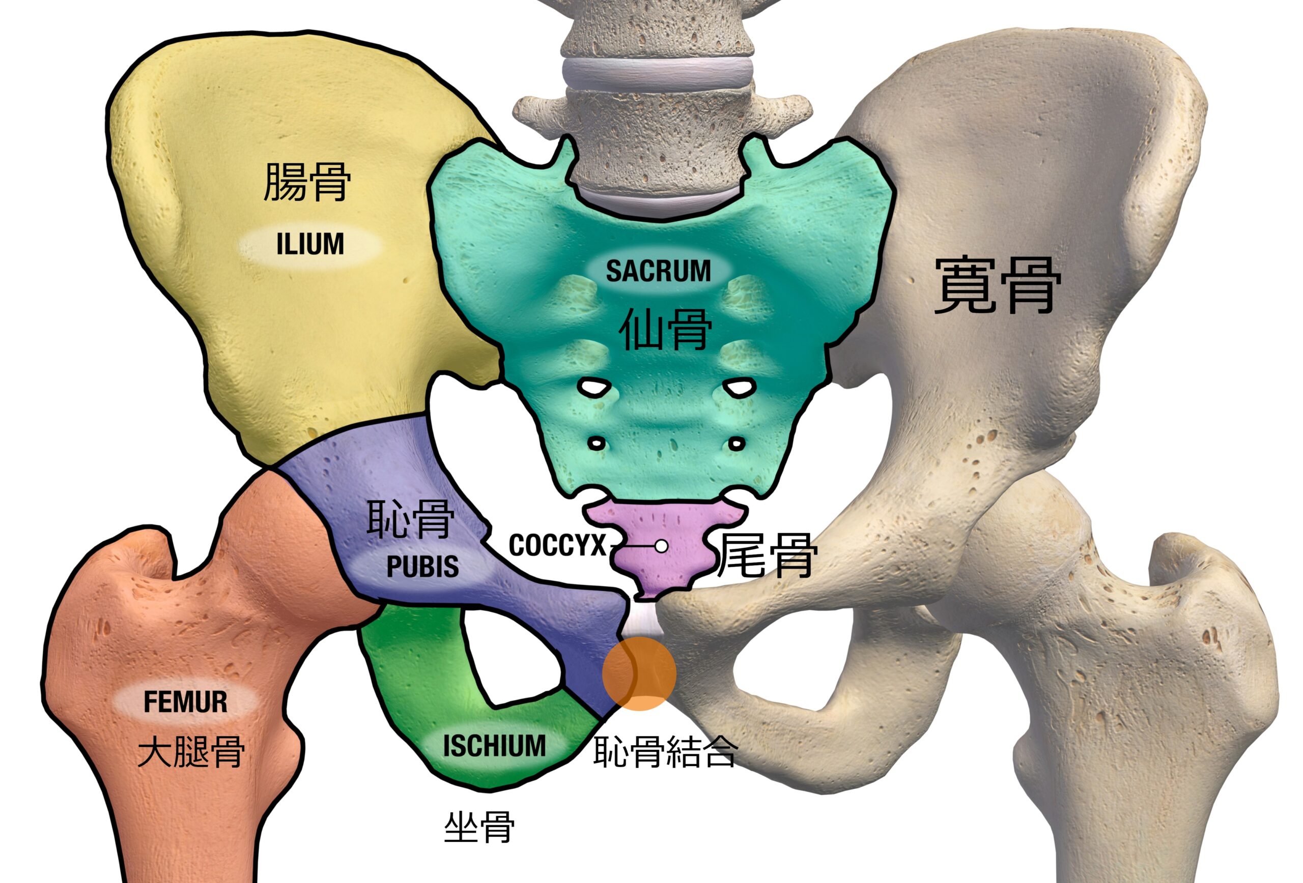 腰痛の原因は骨盤 股関節のズレ ストレッチポールエクササイズで骨盤を整えて下半身をスッキリに 京都四条烏丸パーソナルジムracine