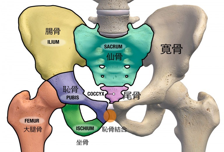 腰痛の原因は骨盤 股関節のズレ ストレッチポールエクササイズで骨盤を整えて下半身をスッキリに 京都のパーソナルトレーニングジムracine 四条烏丸