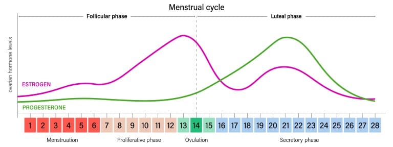 月経周期と女性ホルモンの変化