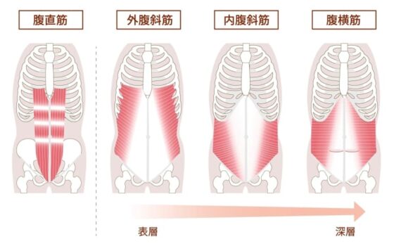 腹直筋、腹斜筋、腹横筋