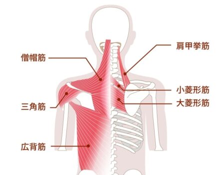 広背筋・菱形筋・僧帽筋・脊柱起立筋